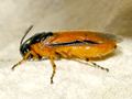 Arge ochropus